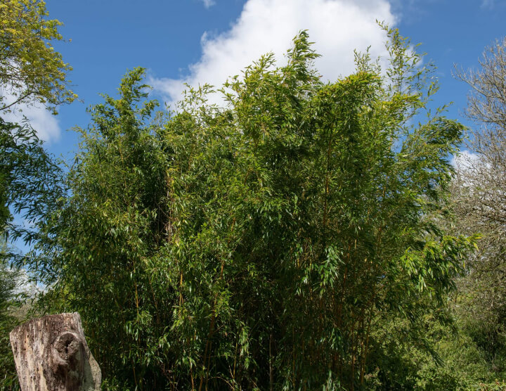 Green Tree and Sky