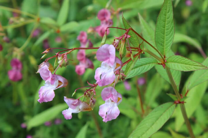 Pink Flowers with Green Leaves