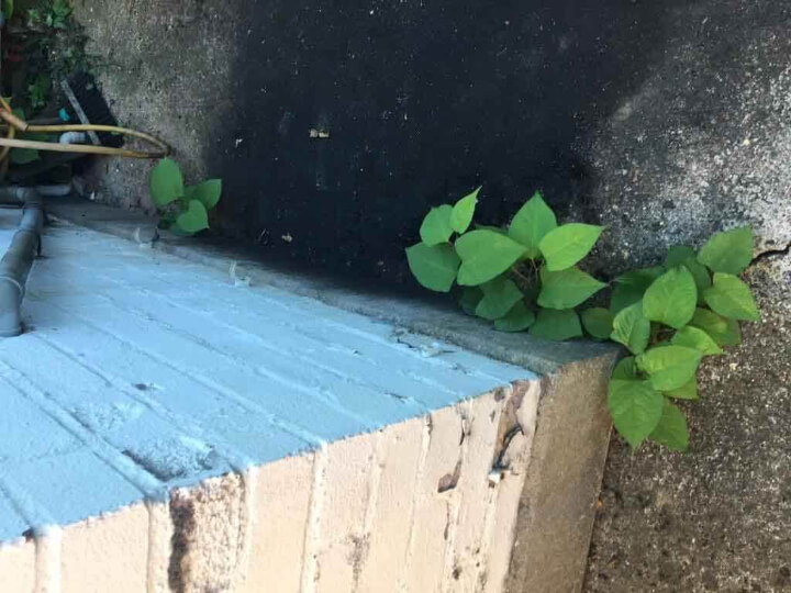 Japanese Knotweed Around House