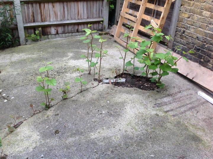 Knotweed From Floor
