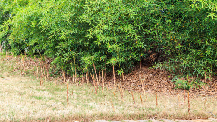 Bamboo