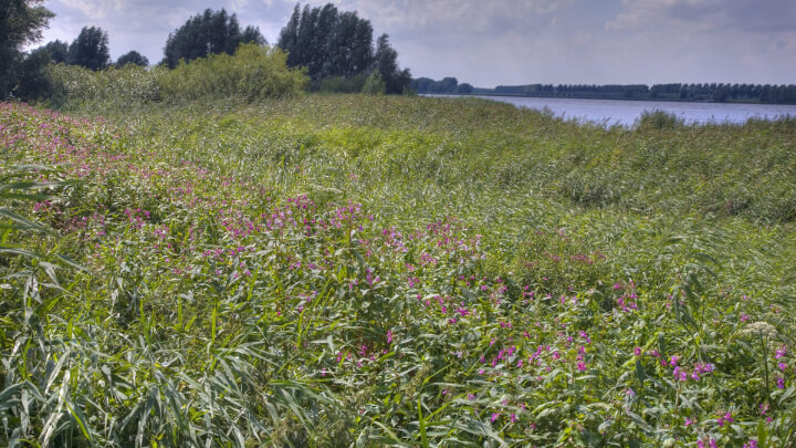 Himalayan Balsam