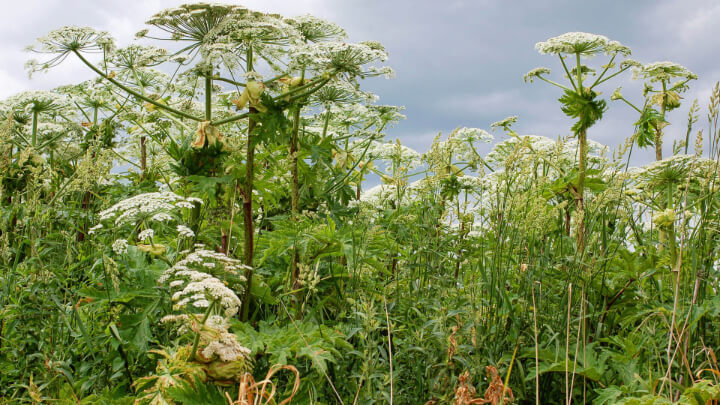 Giant Hogweed.