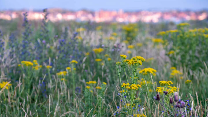 Ragwort Yellow Flowers.
