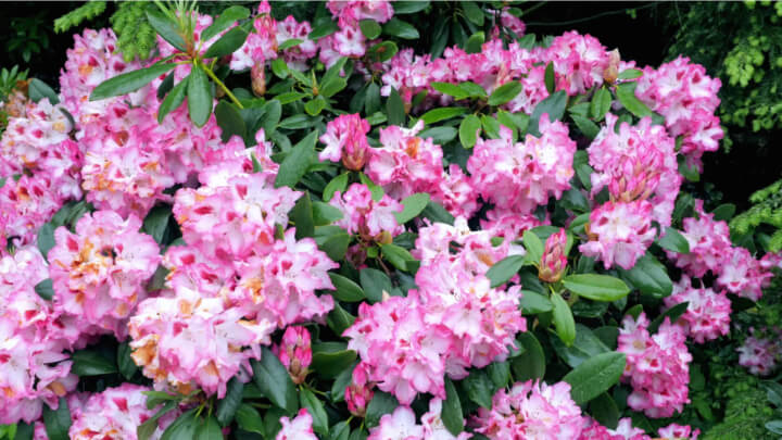 Pink Flowers