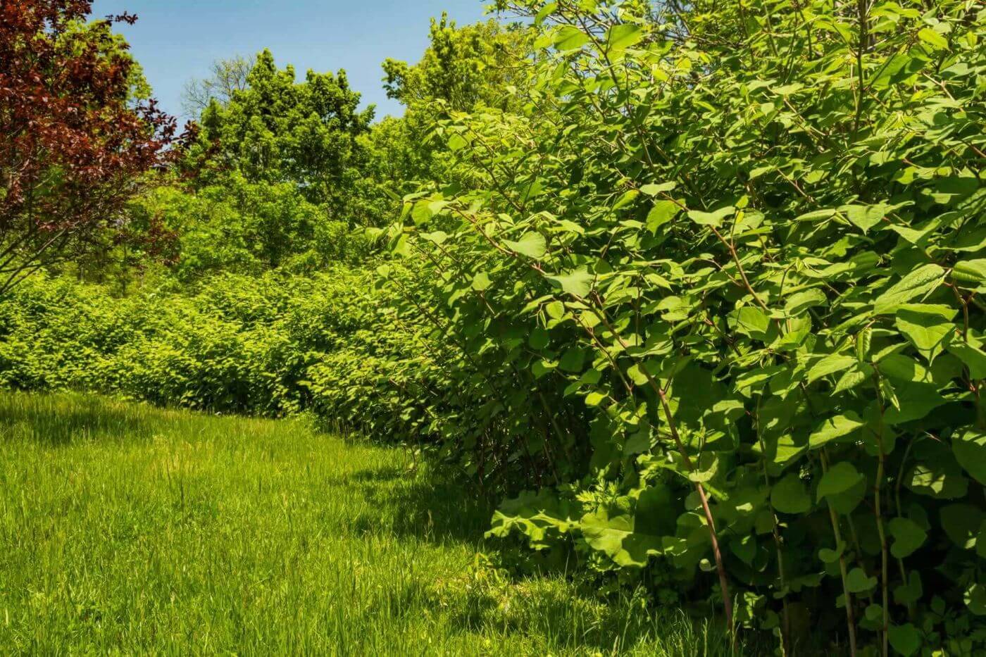 Green Plants And Grass