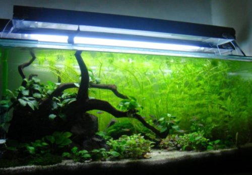 Gambar lampu TL LED untuk aquarium