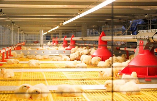 lampu fluorescent kuning untuk ayam