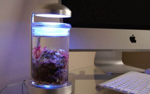 lampu belajar model akuarium