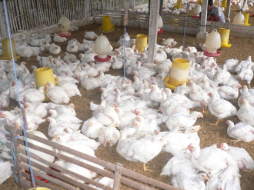 Ternak ayam potong