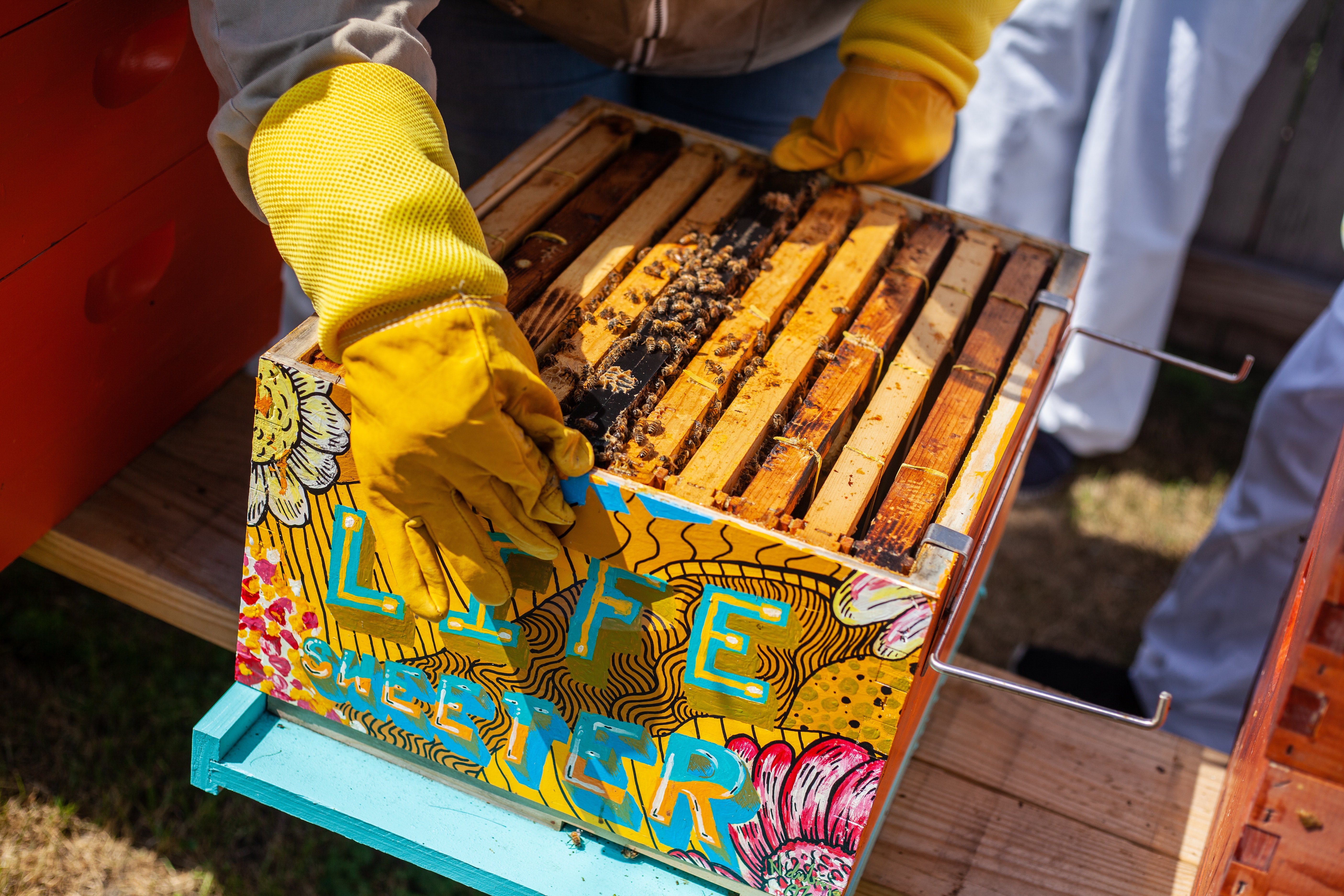 Beekeeping Photo