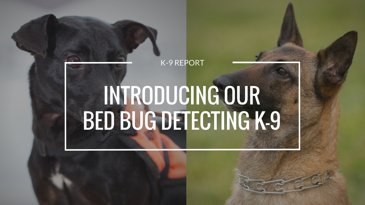INTRODUCING OUR BED BUG DETECTING K9