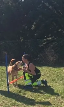 Chien s'entraine à une course d'obstacles