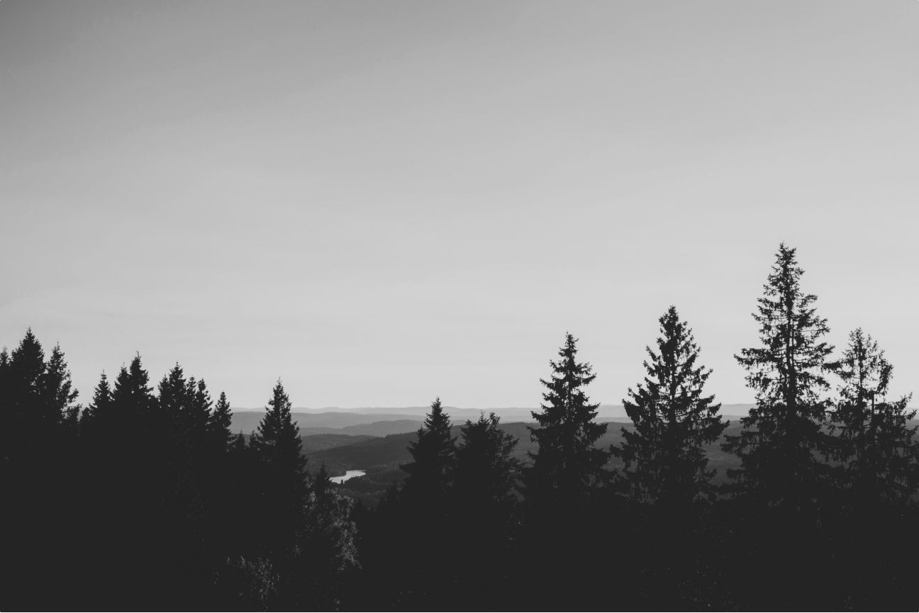 Black and white Forest scenery with sunlight