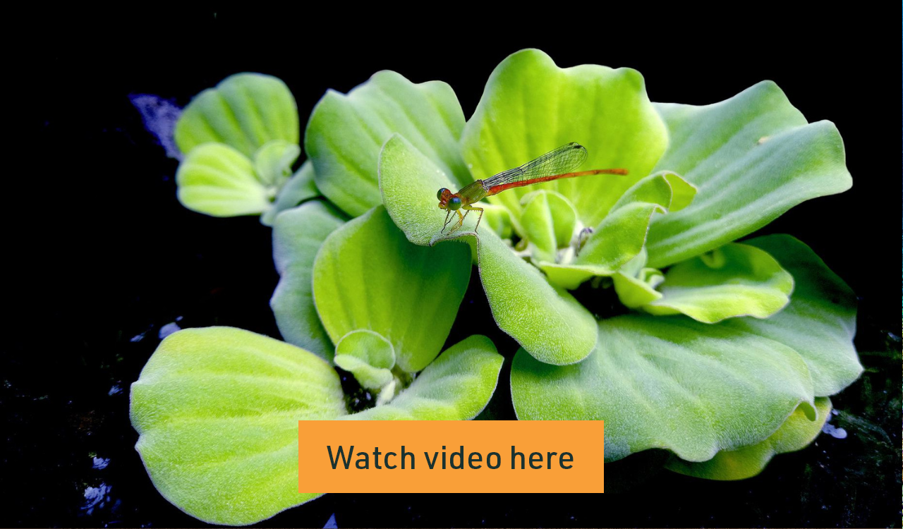 Floating wetland for stormwater treatment
