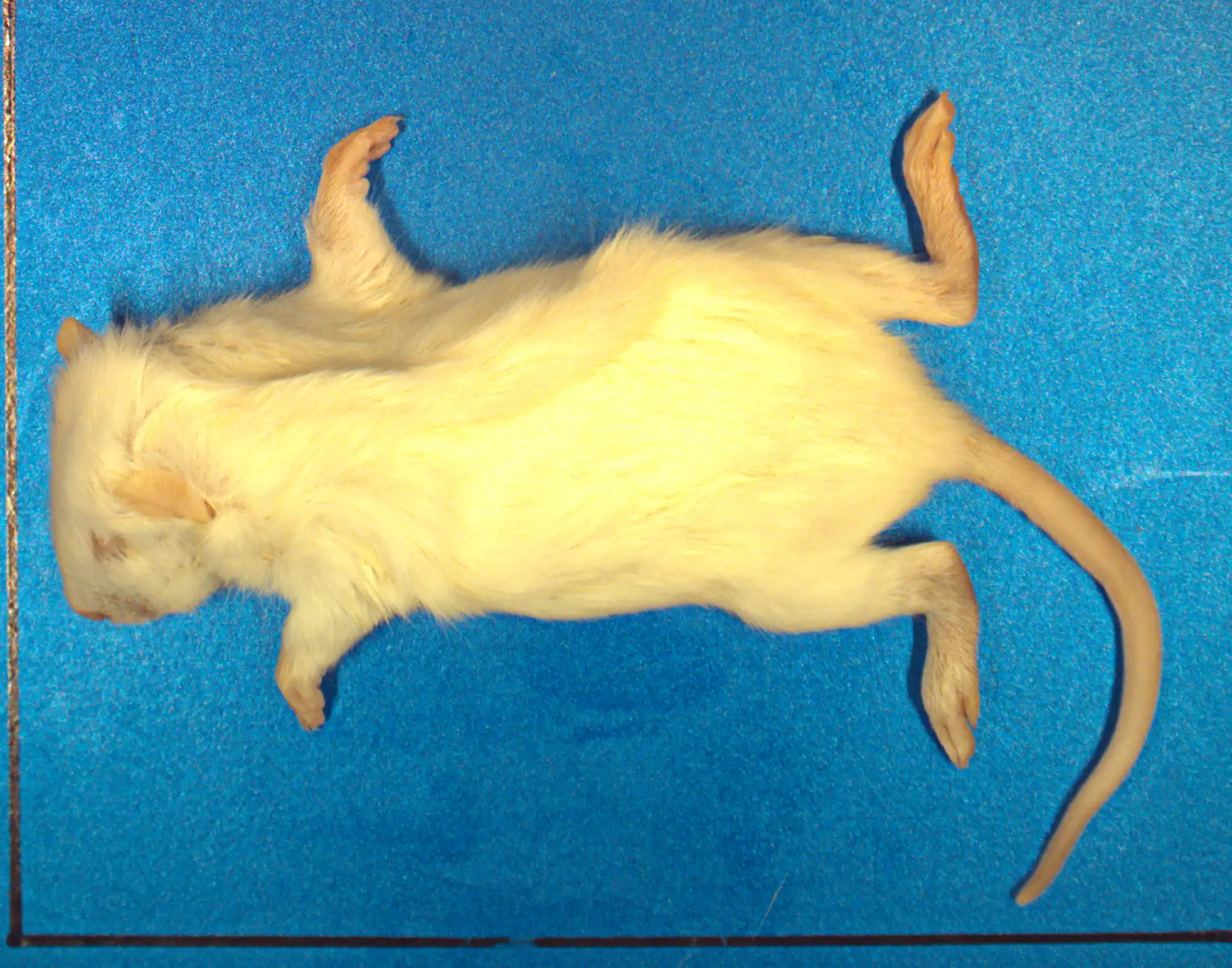 Small Animal X-ray Imaging