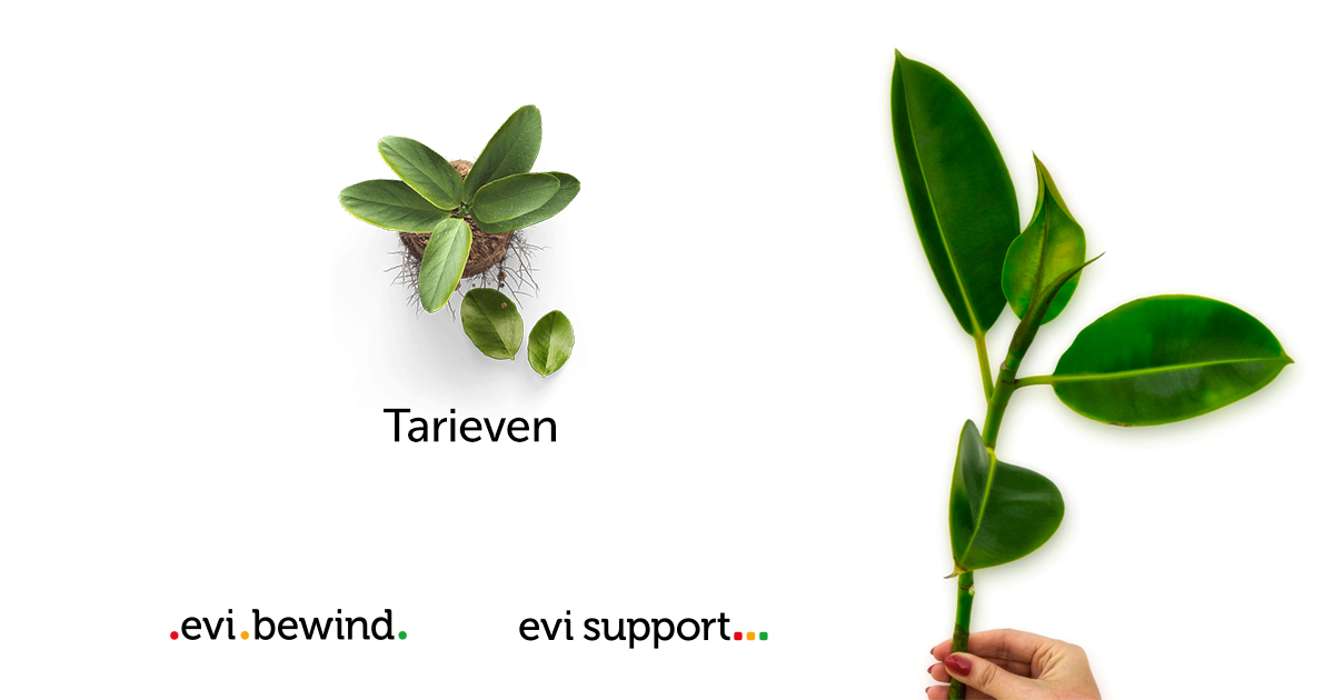 EVI Bewind • Tarieven