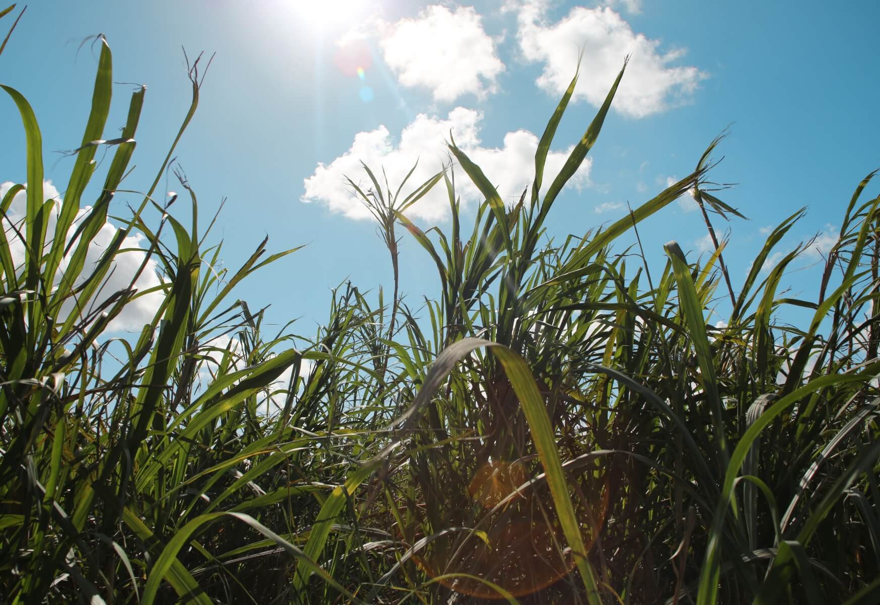 Sunlight shining through grass with blue sky and white clouds behind it.