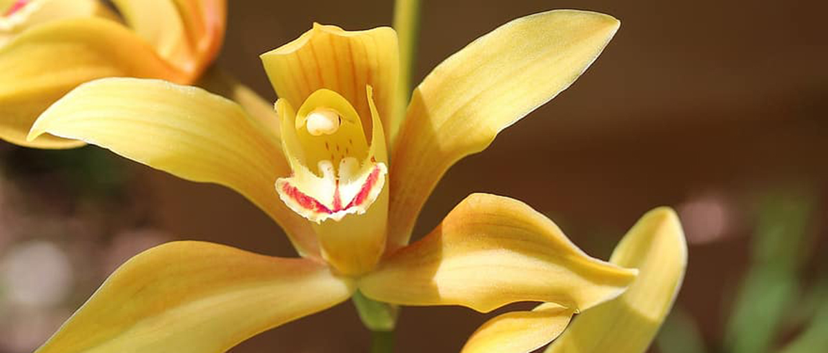 Searles | How to grow cymbidium orchids