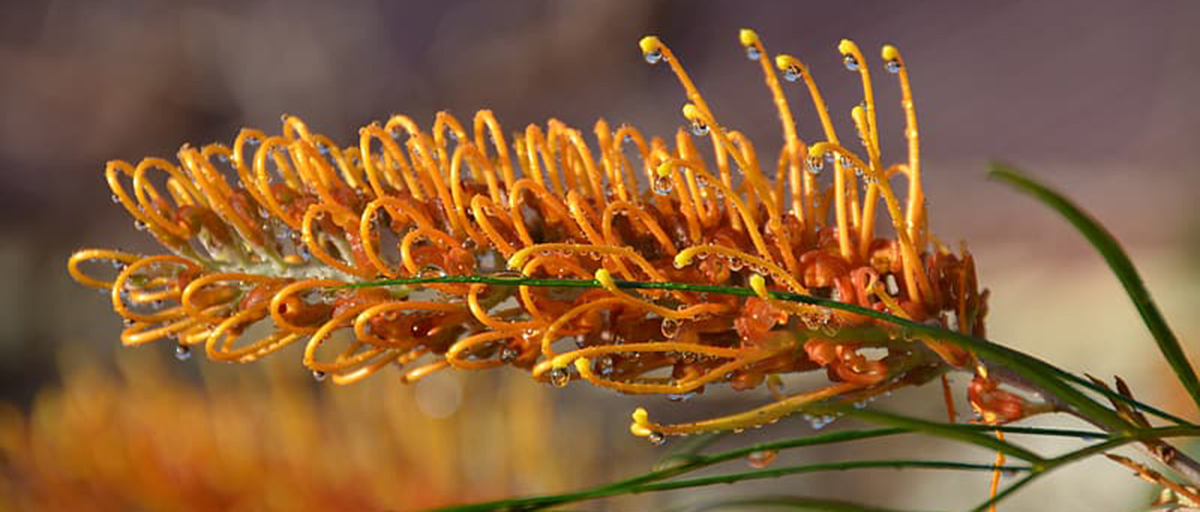 Searles How to grow Grevilleas