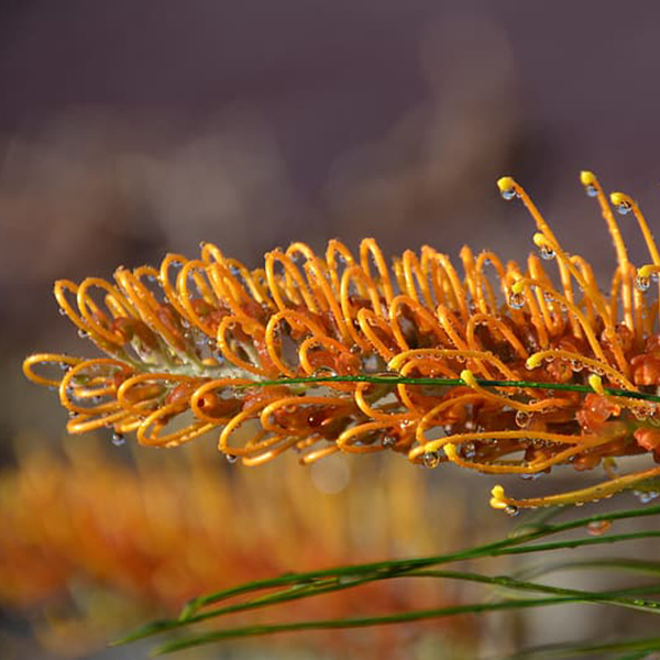 Searles How to grow Grevilleas