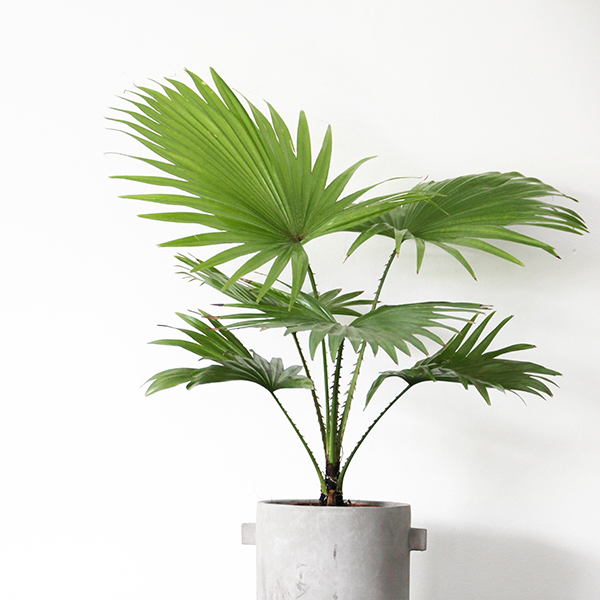 searles-how-to-grow-palm-trees