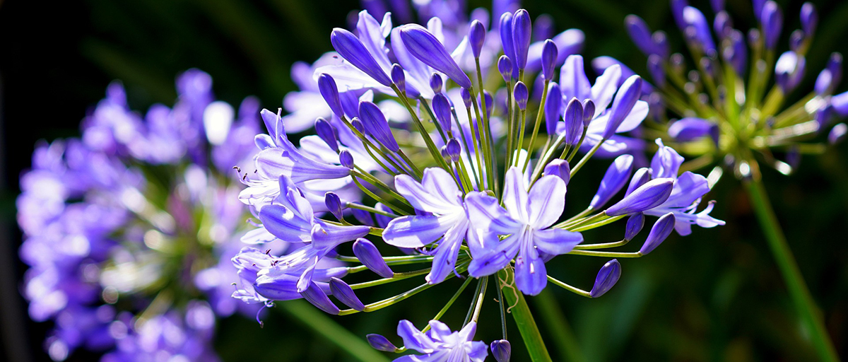 Searles How to Grow Agapanthus