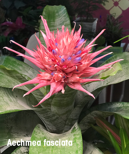 Searles Bromeliad planting and growing
