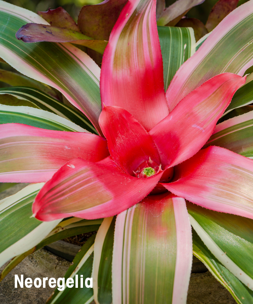 Searles Bromeliad planting and growing