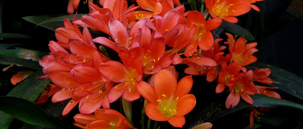 Searles How to Grow Clivias