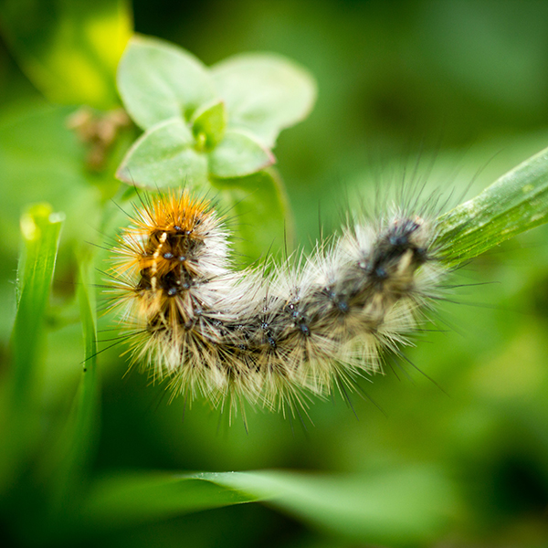 Searles Control Snails and Slugs Treatment