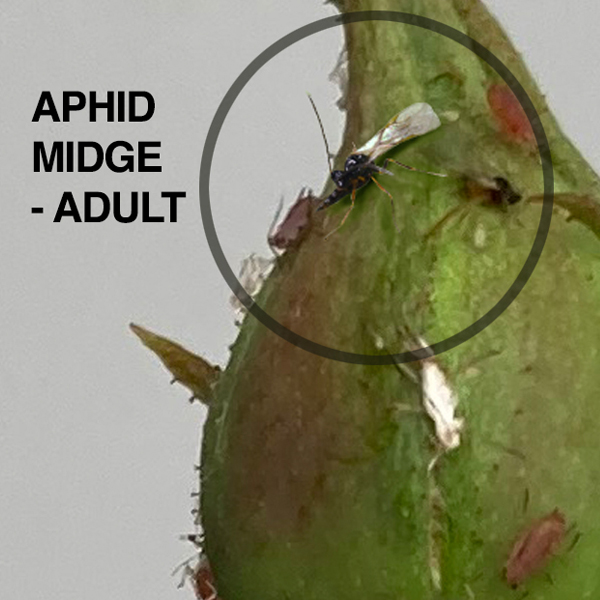 Apids Insects Searles | Control Aphids - Treatment