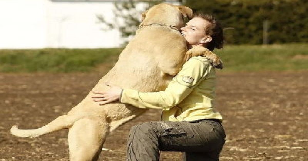 Labrador Female Size How Big Will A Female Labrador Get