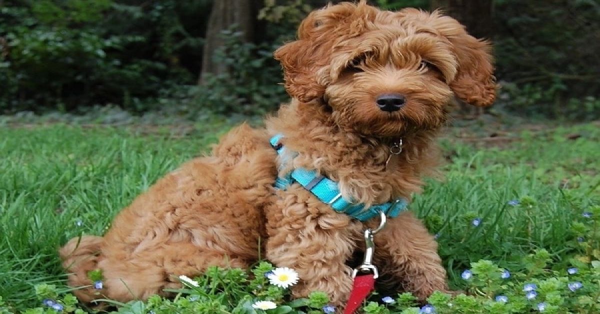 What Health Problems Do Labradoodles Have