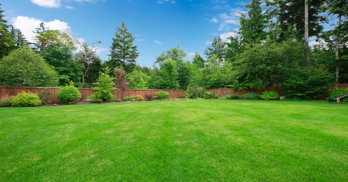 Do Labradors Need a Big Backyard? When Yard Size Matters Most