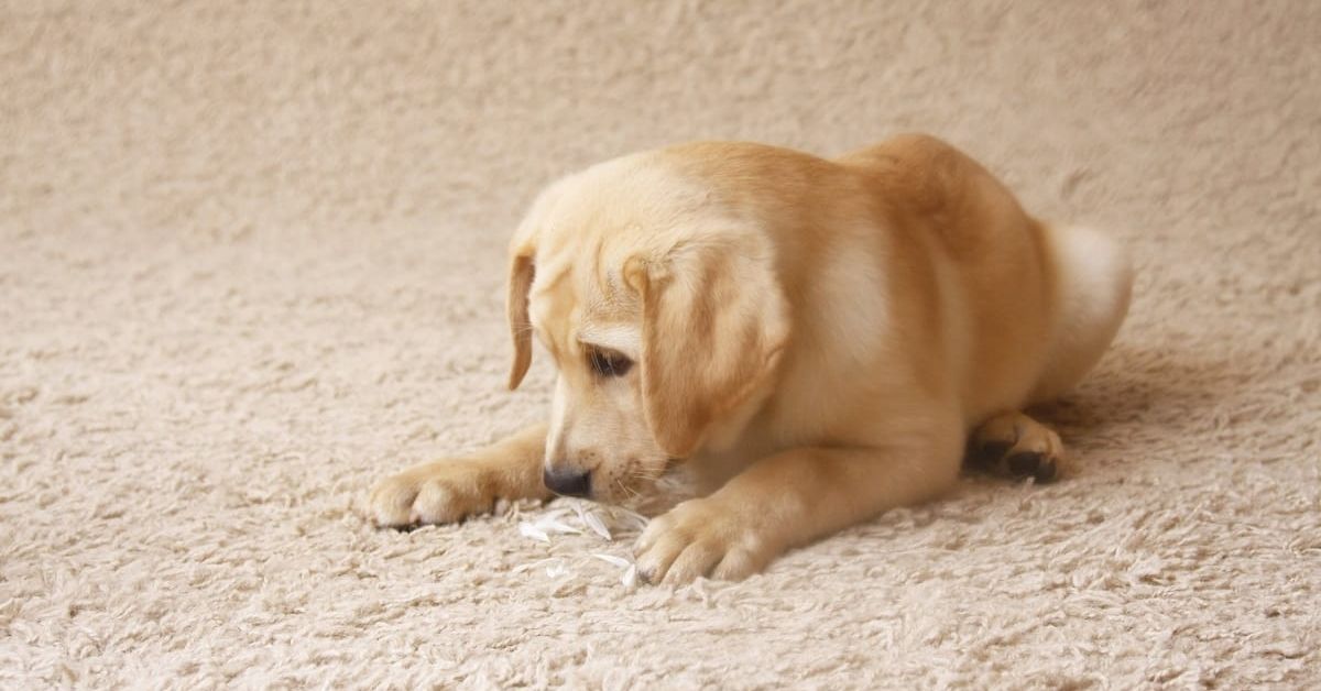 When Should You Spay Your Yellow Labrador? How Timing Can Impact Health