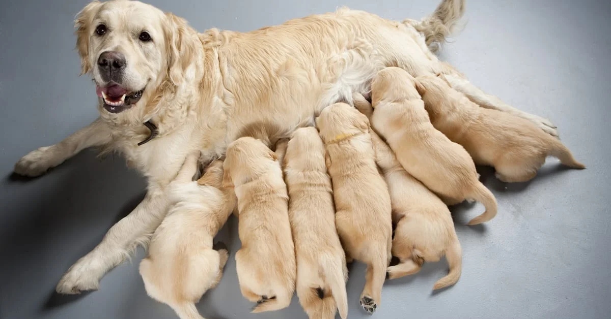 Golden Retriever Breeding Age Male And Female