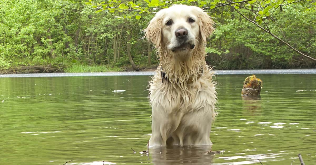 Can Golden Retrievers Swim In A Lake? Tips and Safety Info