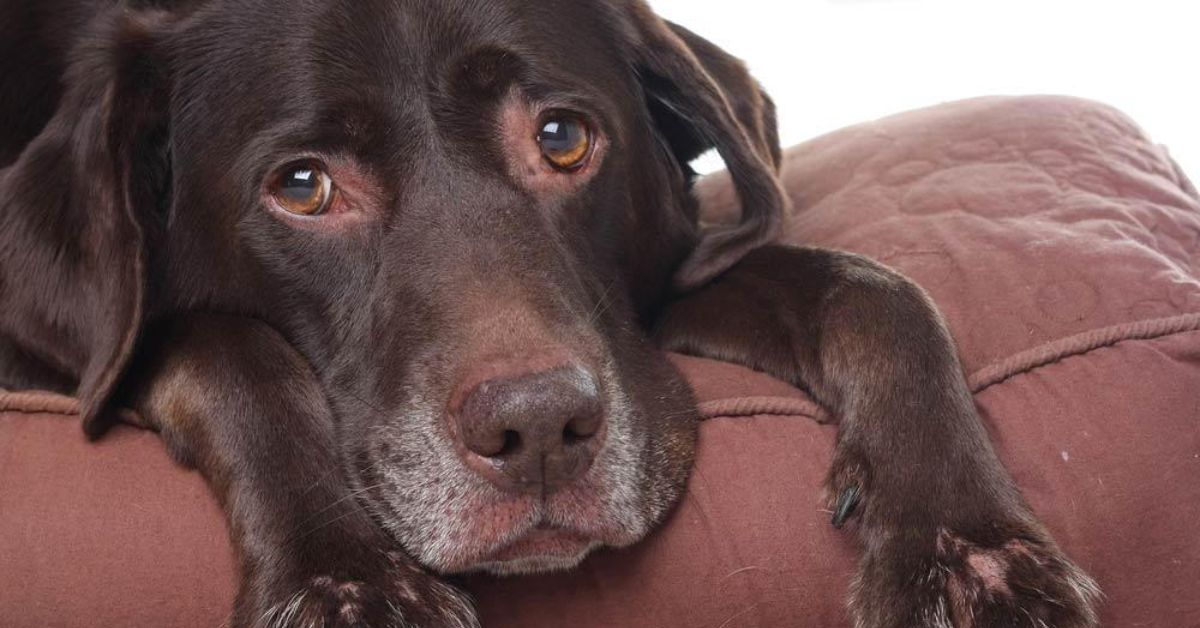 When Do Labradors Get Grey Hair? (And When It Isn't Normal)