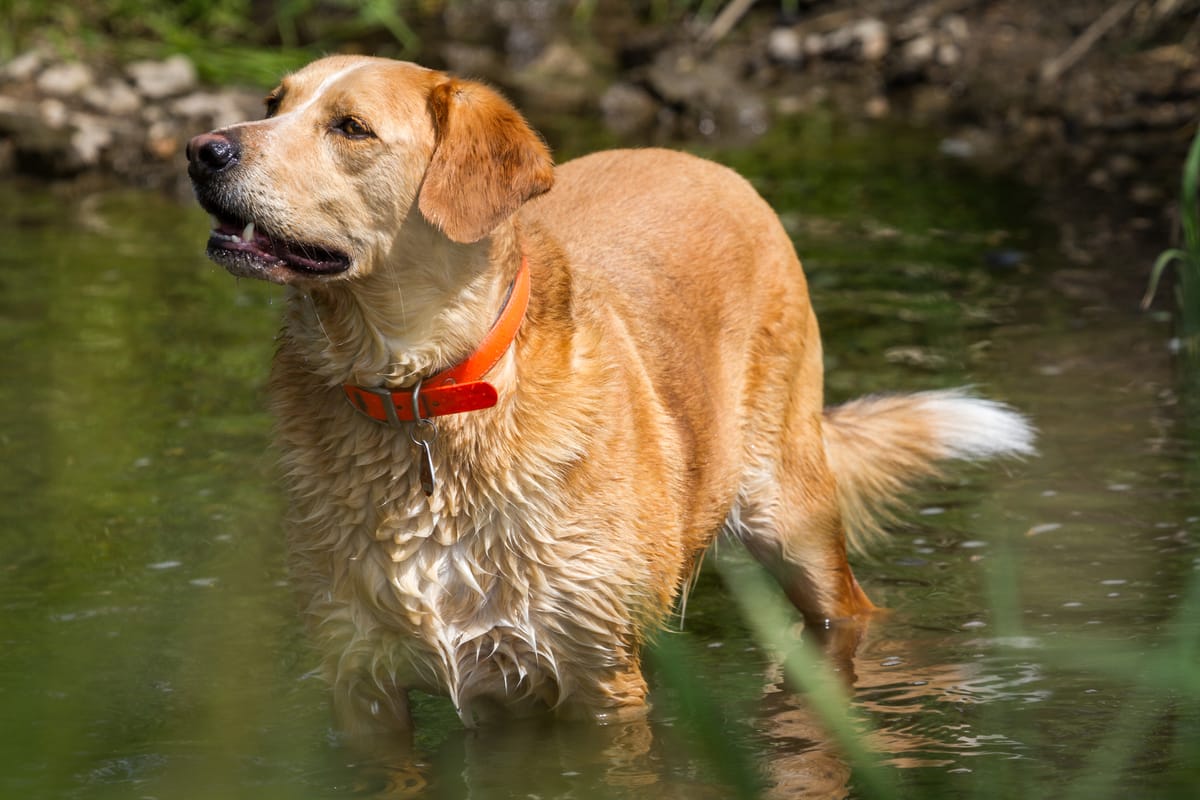 Long Haired Lab All You Need To Know About Long Labrador Coats ...