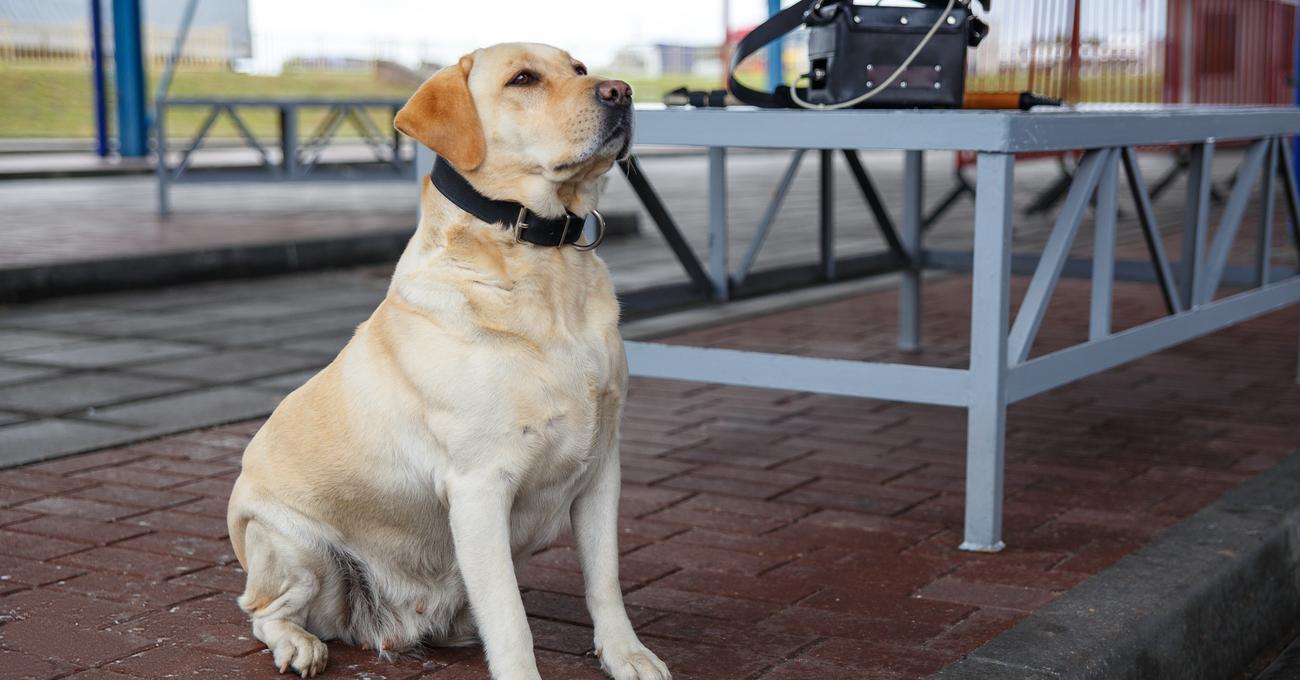 Do Labrador Retrievers Make Good Protectors?