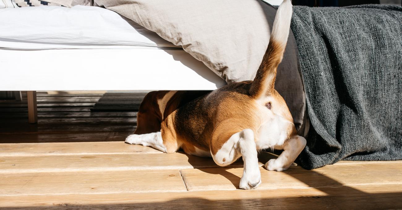 Why Do Dogs Like To Sleep Under The Bed?