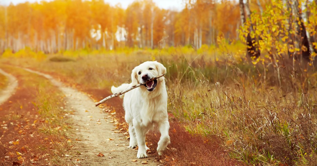 Guide To Caring For A Goldador (White Lab And Golden Retriever Mix)