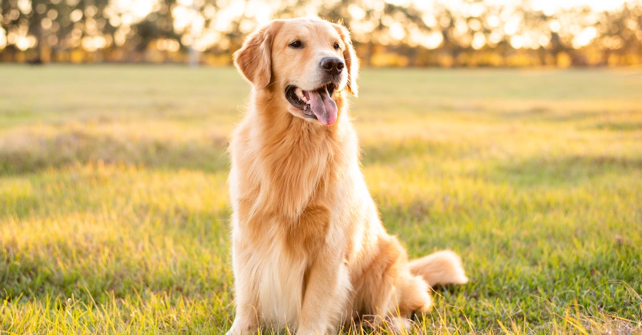 Labrador Vs Lab Retriever & Differences)