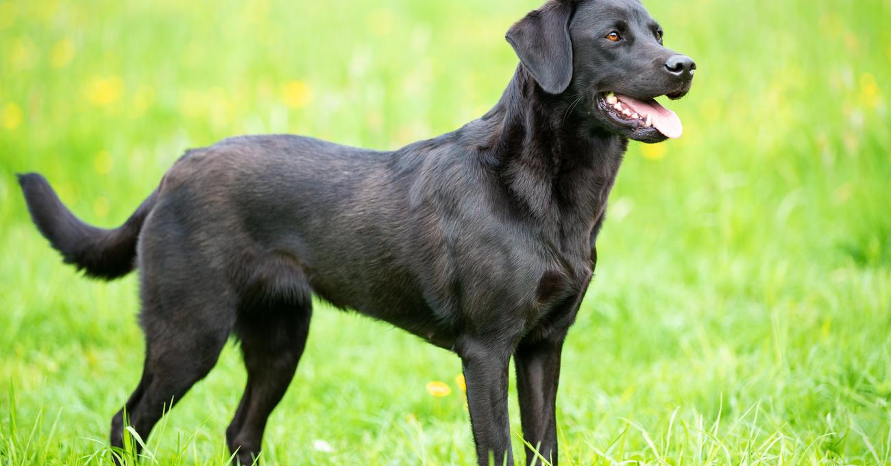 Can You Shave A Black Lab's Hair? Everything Labradors