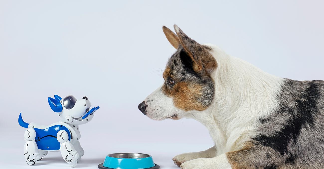 Best Electronic Dog Toys Everything Labradors