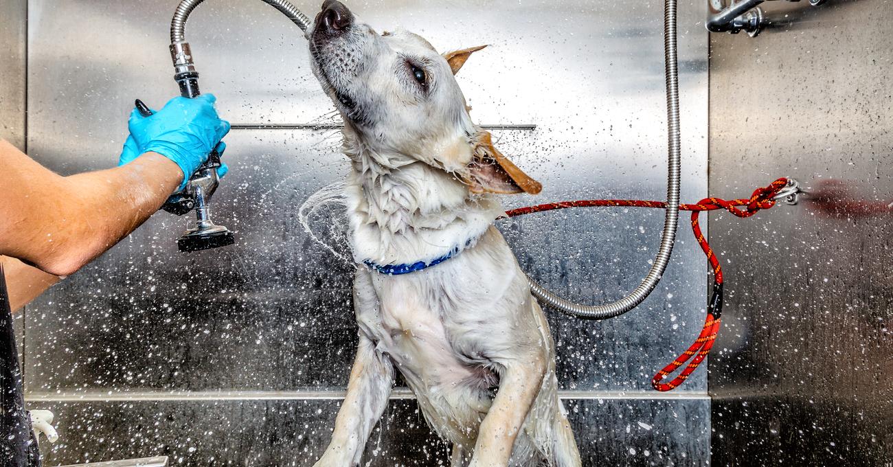 Best Commercial Dog Bath Tubs Everything Labradors