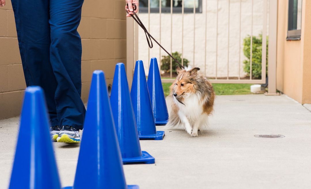 Existing Patients SOUND Veterinary Rehabilitation Center