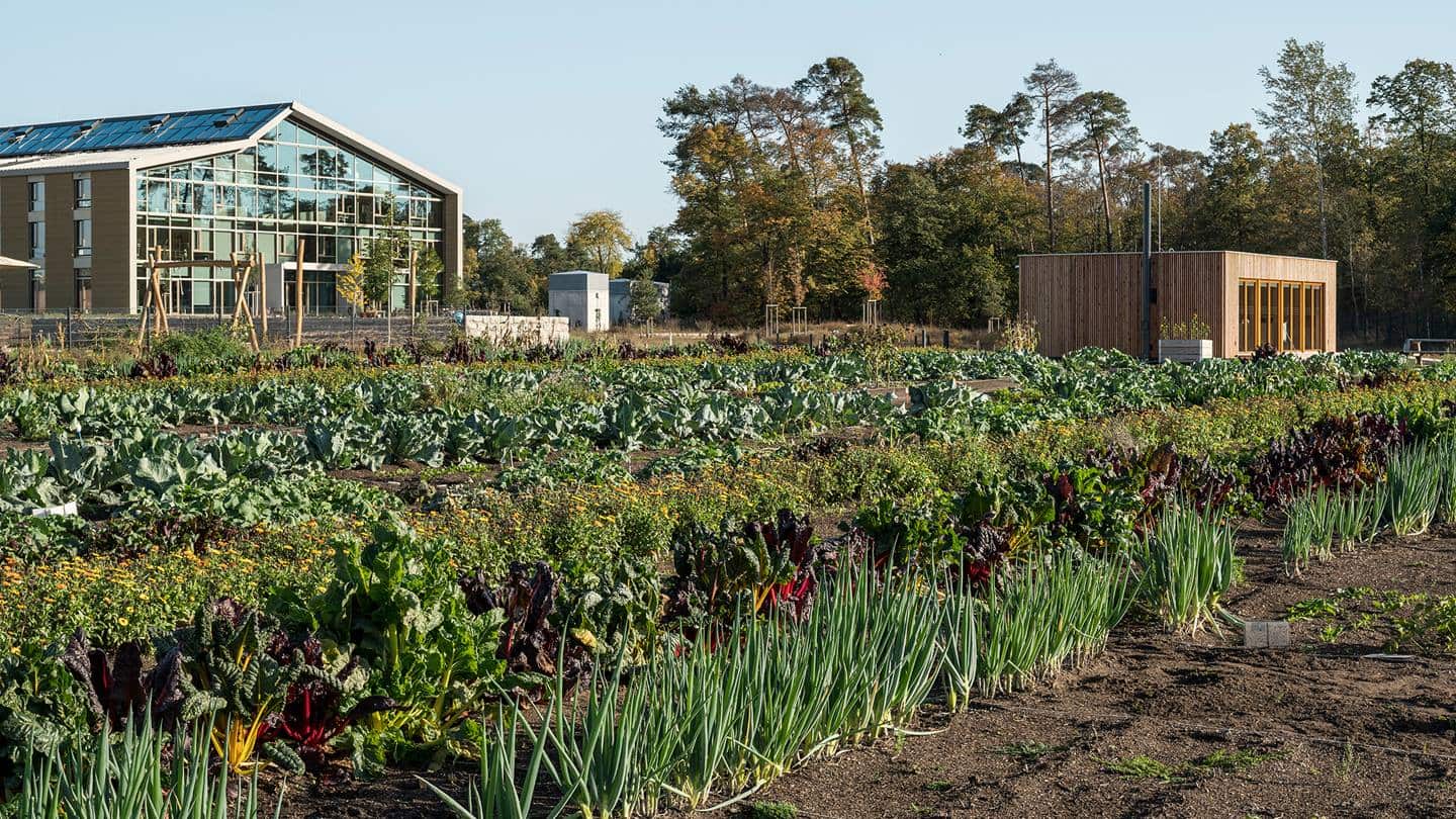 Vegetable garden at the Alnatura Campus