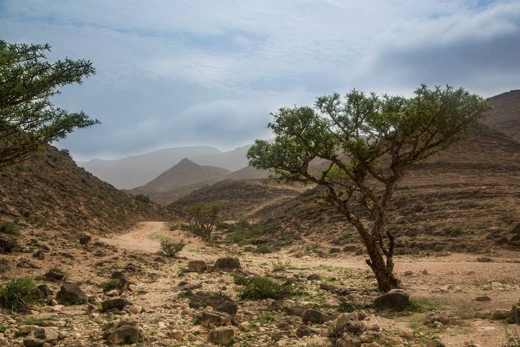 frankincense trees in Oman